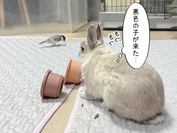 うさぎのルリと文鳥(5/25追記) : ブンチョ日誌 Powered by ライブドア