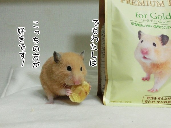ハムスターさん専用　参考写真 ハムスターさん専用 参考写真