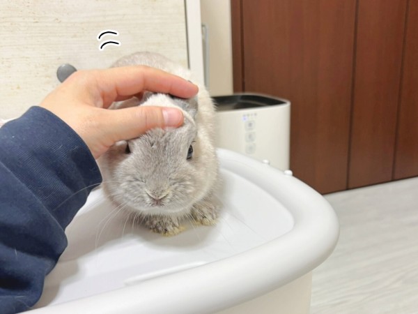 うさぎのルリ(12/18追記) : ブンチョ日誌 Powered by ライブドアブログ