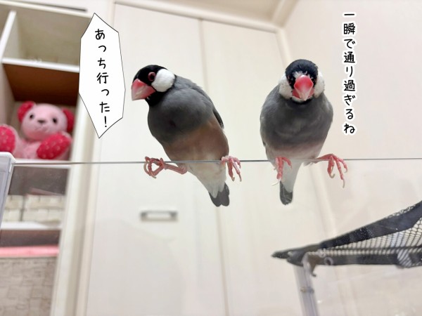 うさぎを見物する文鳥たち : ブンチョ日誌 Powered by ライブドアブログ