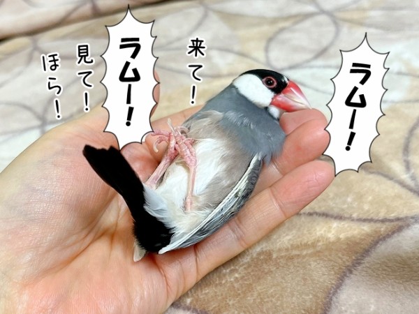 文鳥の神様が願いを叶えてくれた : ブンチョ日誌 Powered by