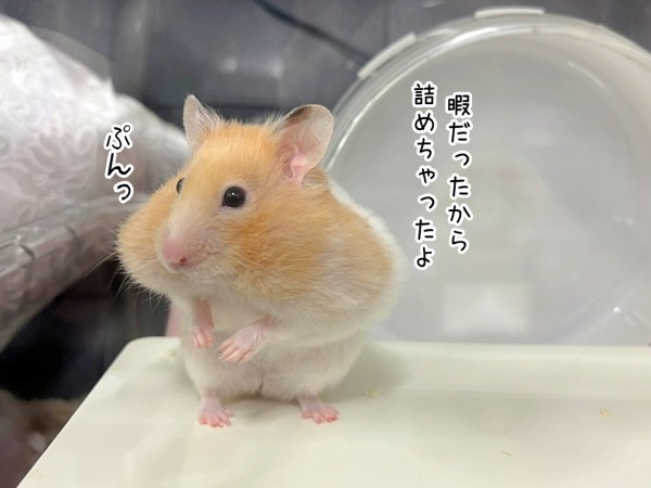 今日のプリン(2/24追記) : ブンチョ日誌 Powered by ライブドアブログ