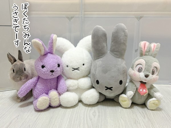 うさぎのルリ(7/1追記) : ブンチョ日誌 Powered by ライブドアブログ