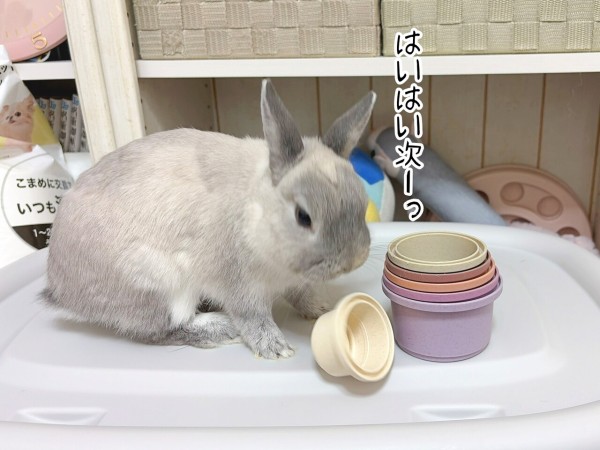 うさぎのルリ(6/5追記) : ブンチョ日誌 Powered by ライブドアブログ