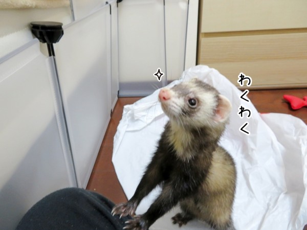 今日のヒメちゃん 10 23追記 ブンチョ日誌 Powered By ライブドアブログ 今日のヒメちゃん 10 23追記 ブンチョ日誌 Powered By ライブドアブログ