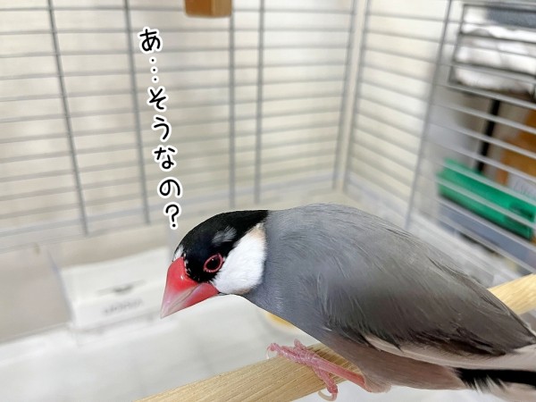 我が家のケージ簡易掃除法 : ブンチョ日誌 Powered by ライブドアブログ