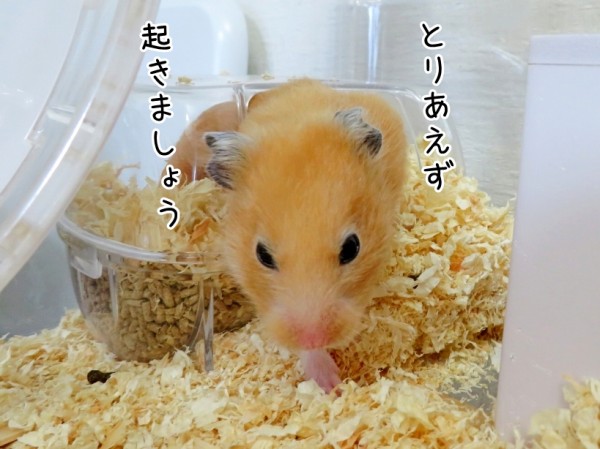 今日のコロンさん ヒメ 8 18追記 ブンチョ日誌 Powered By ライブドアブログ