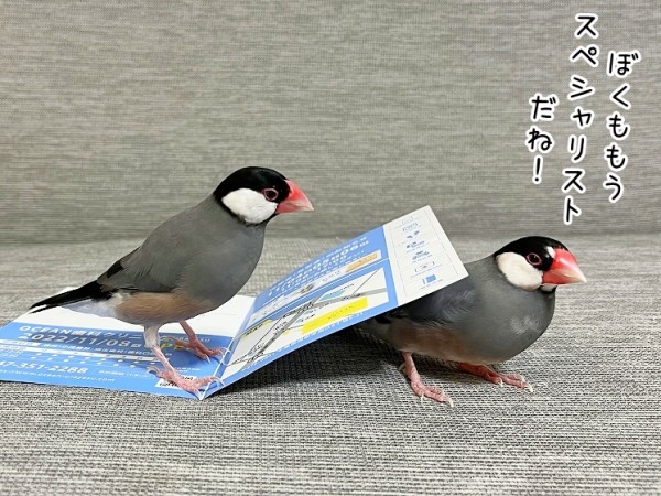 文鳥の神様が願いを叶えてくれた : ブンチョ日誌 Powered by