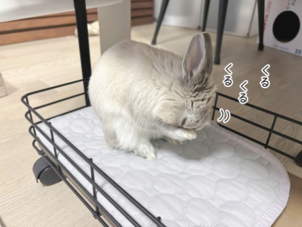 うさぎのルリ(3/8追記) : ブンチョ日誌 Powered by ライブドアブログ