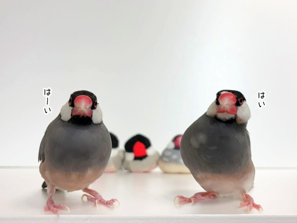 桜文鳥と並文鳥 : ブンチョ日誌 Powered by ライブドアブログ