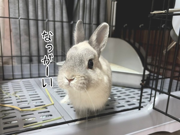 うさぎのルリ(6/8追記) : ブンチョ日誌 Powered by ライブドアブログ