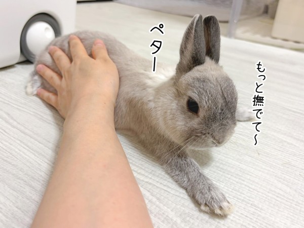 うさぎのルリ(8/1追記) : ブンチョ日誌 Powered by ライブドアブログ