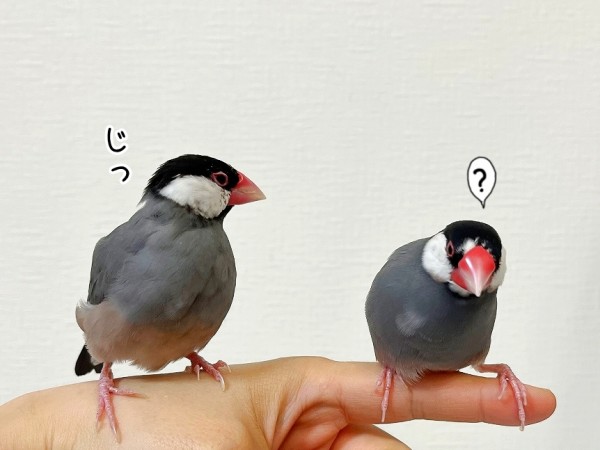 ラムの筆毛の観察日記～ぞわぞわを添えて～ : ブンチョ日誌 Powered by