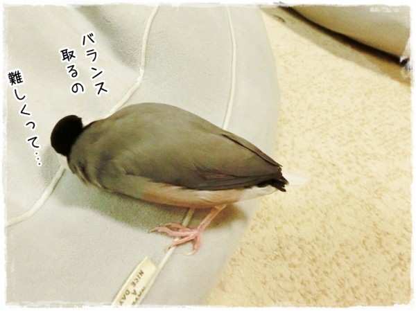 昔懐かしの〇〇〇文鳥 : ブンチョ日誌 Powered by ライブドアブログ