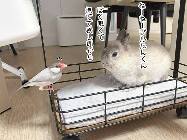 うさぎのルリと文鳥(8/21追記) : ブンチョ日誌 Powered by ライブドア