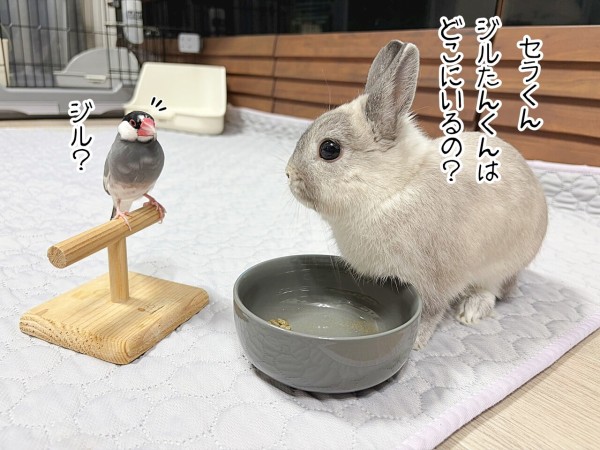 うさぎのルリ(6/17追記) : ブンチョ日誌 Powered by ライブドアブログ
