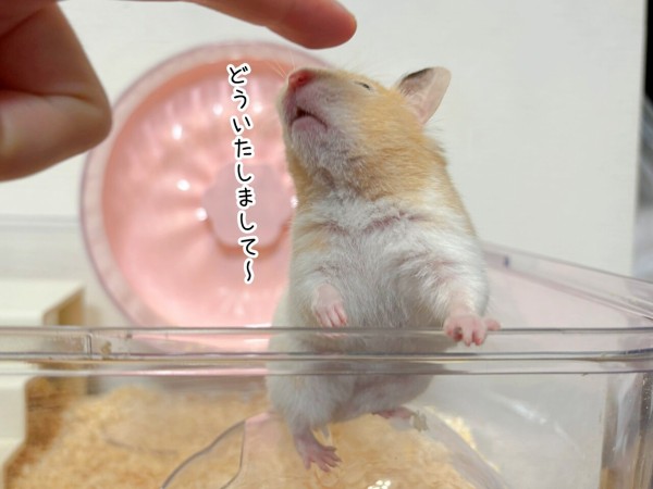 地に落ちたぷりん ページ 地に落ちたぷりん ページ 土下座級の謝意を込めて 1個3