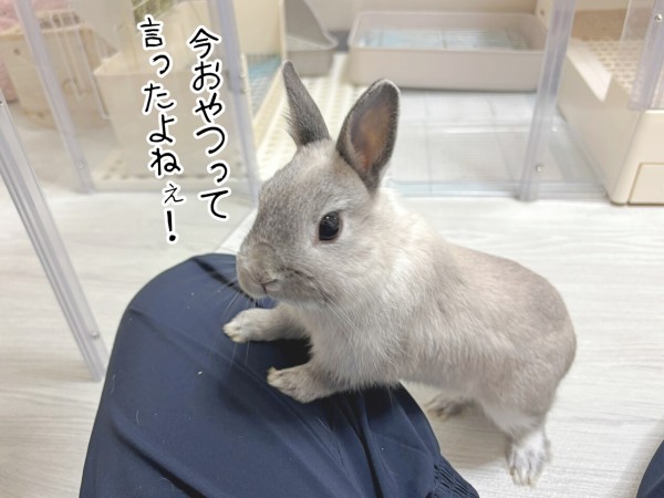 うさぎのルリ(4/2追記) : ブンチョ日誌 Powered by ライブドアブログ