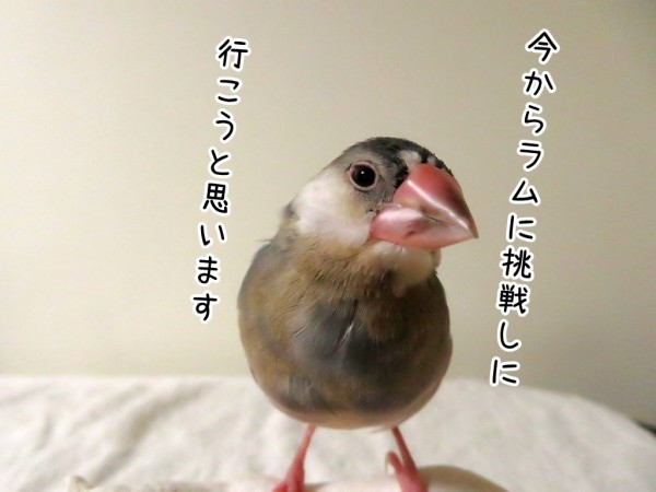 果たし状をもらったラム ブンチョ日誌 Powered By ライブドアブログ