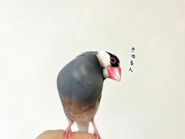 小首をかしげる文鳥 : ブンチョ日誌 Powered by ライブドアブログ