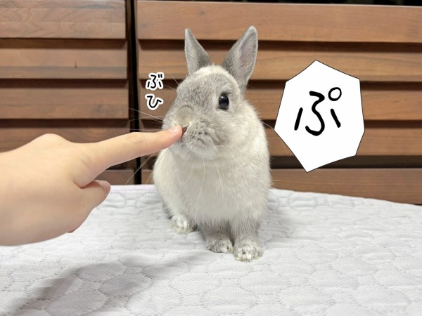 うさぎのルリ(4/13追記) : ブンチョ日誌 Powered by ライブドアブログ