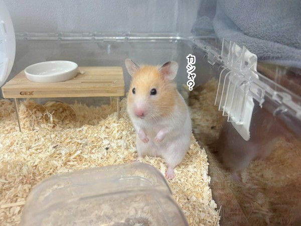 プリン ページ 今日のプリン(7/20追記) : ブンチョ日誌 Powered by ライブドアブログ