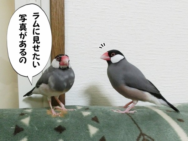 がんばって白文鳥へ : ブンチョ日誌 Powered by ライブドアブログ