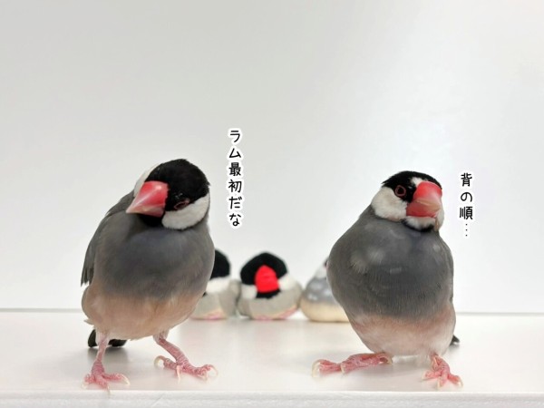 桜文鳥と並文鳥 : ブンチョ日誌 Powered by ライブドアブログ