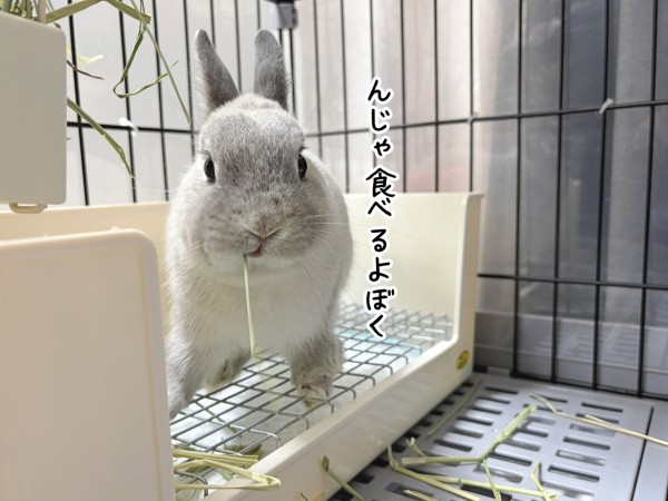 うさぎのルリ(6/22追記) : ブンチョ日誌 Powered by ライブドアブログ
