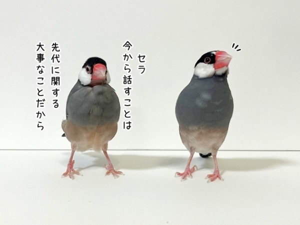 白文鳥の家族 我が家の文鳥の歴史の話 : ブンチョ日誌 Powered by ライブドア