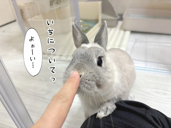 うさぎのルリ(3/24追記) : ブンチョ日誌 Powered by ライブドアブログ