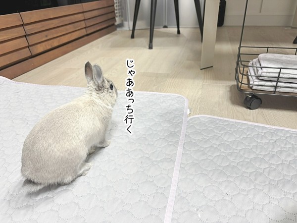 うさぎのルリ(2/12追記) : ブンチョ日誌 Powered by ライブドアブログ