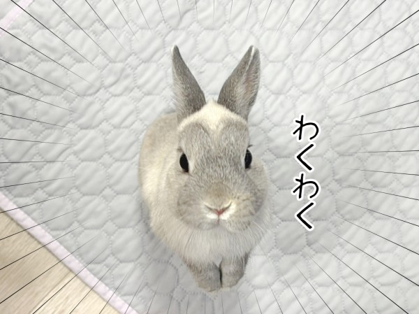 うさぎのルリ(6/6追記) : ブンチョ日誌 Powered by ライブドアブログ
