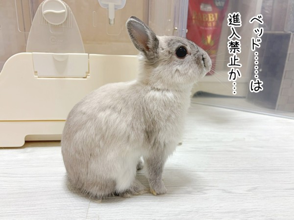 うさぎのルリ(5/20追記) : ブンチョ日誌 Powered by ライブドアブログ