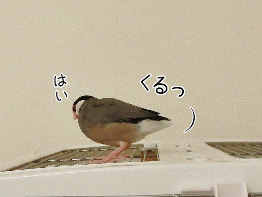 レモン文鳥 : ブンチョ日誌 Powered by ライブドアブログ