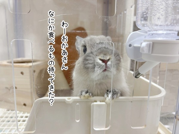 うさぎのルリ(1/10追記) : ブンチョ日誌 Powered by ライブドアブログ