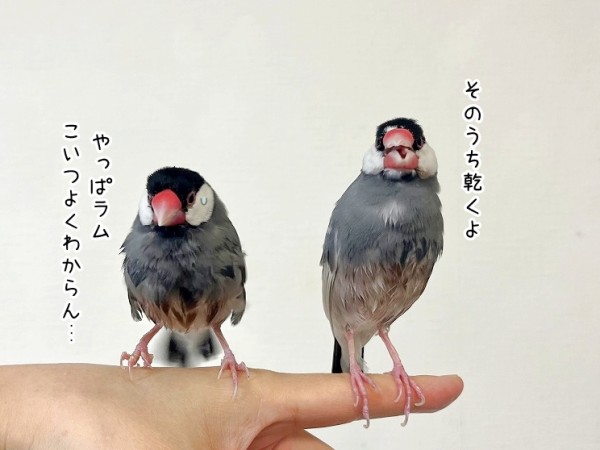 ちょっとよく意味がわからない文鳥 : ブンチョ日誌 Powered by