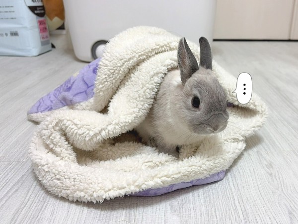 うさぎのルリ(5/6追記) : ブンチョ日誌 Powered by ライブドアブログ