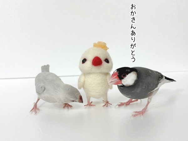 我が家の文鳥たちの伝統芸？ : ブンチョ日誌 Powered by ライブドアブログ