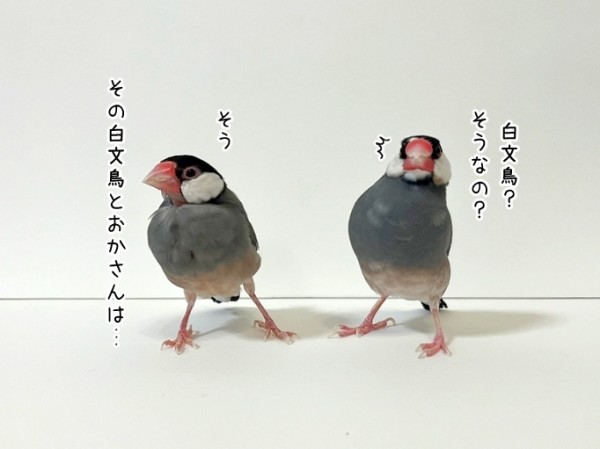 我が家の文鳥の歴史の話 : ブンチョ日誌 Powered by ライブドアブログ