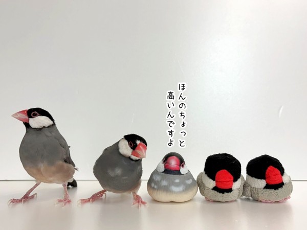 桜文鳥と並文鳥 : ブンチョ日誌 Powered by ライブドアブログ