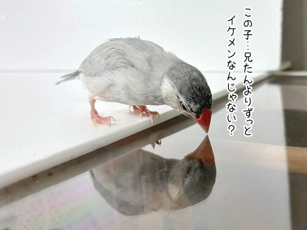 自己肯定感の高い文鳥たち : ブンチョ日誌 Powered by ライブドアブログ