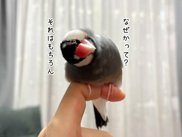 睡魔と闘う文鳥 : ブンチョ日誌 Powered by ライブドアブログ