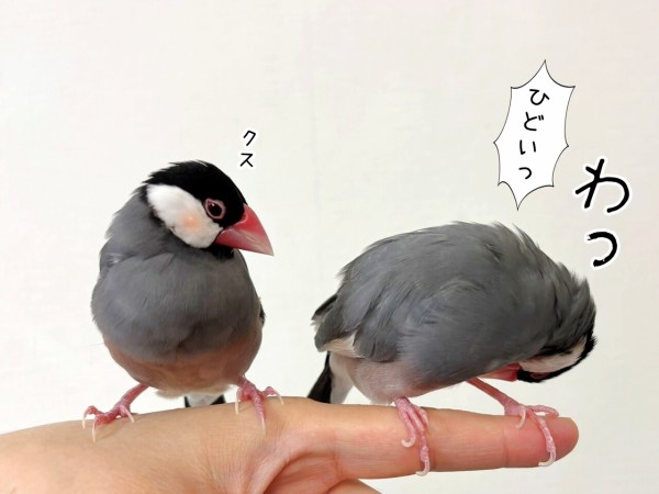 セラの毛艶の話 : ブンチョ日誌 Powered by ライブドアブログ