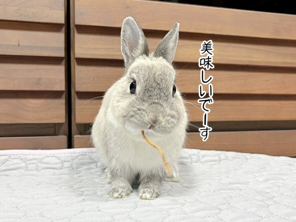 うさぎのルリ(4/13追記) : ブンチョ日誌 Powered by ライブドアブログ