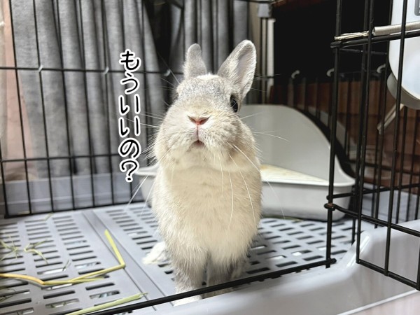 うさぎのルリ(6/8追記) : ブンチョ日誌 Powered by ライブドアブログ