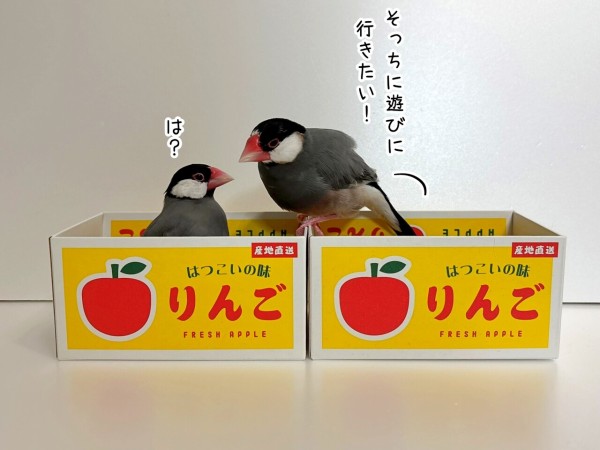 快適な文鳥と寂しい文鳥 : ブンチョ日誌 Powered by ライブドアブログ