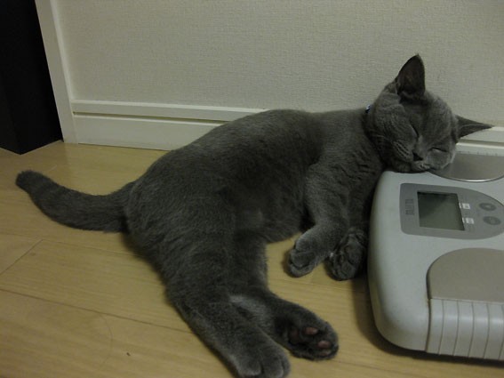 子猫の癒し ぶんたんの部屋