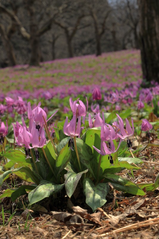 ぶらり、令和6年度 かたくり群生の郷@八津・鎌足のかたくり群生の郷