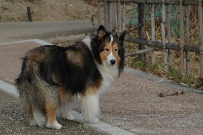 クラちゃんを忘れない 山里の暮らし